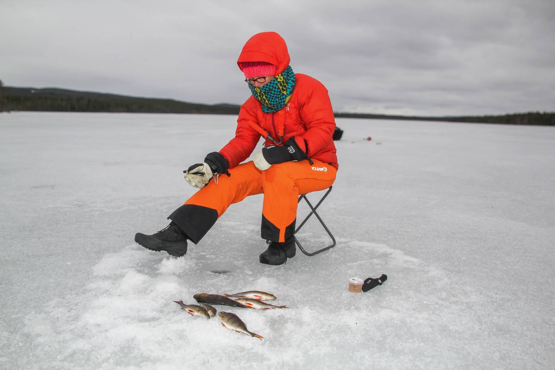 Foro de pesca de invierno  Lakestagata  : nuevas oportunidades